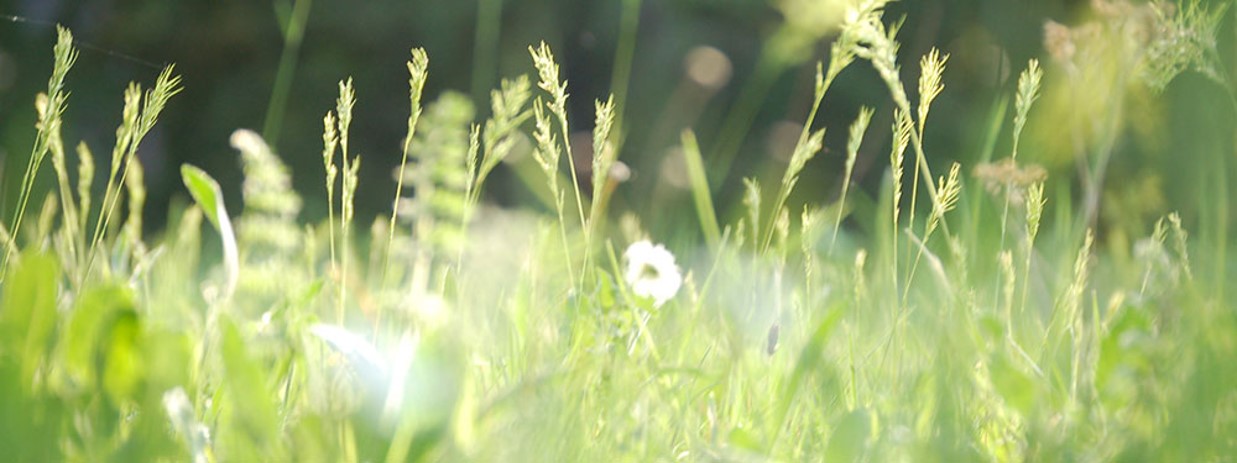 Prairies naturelles