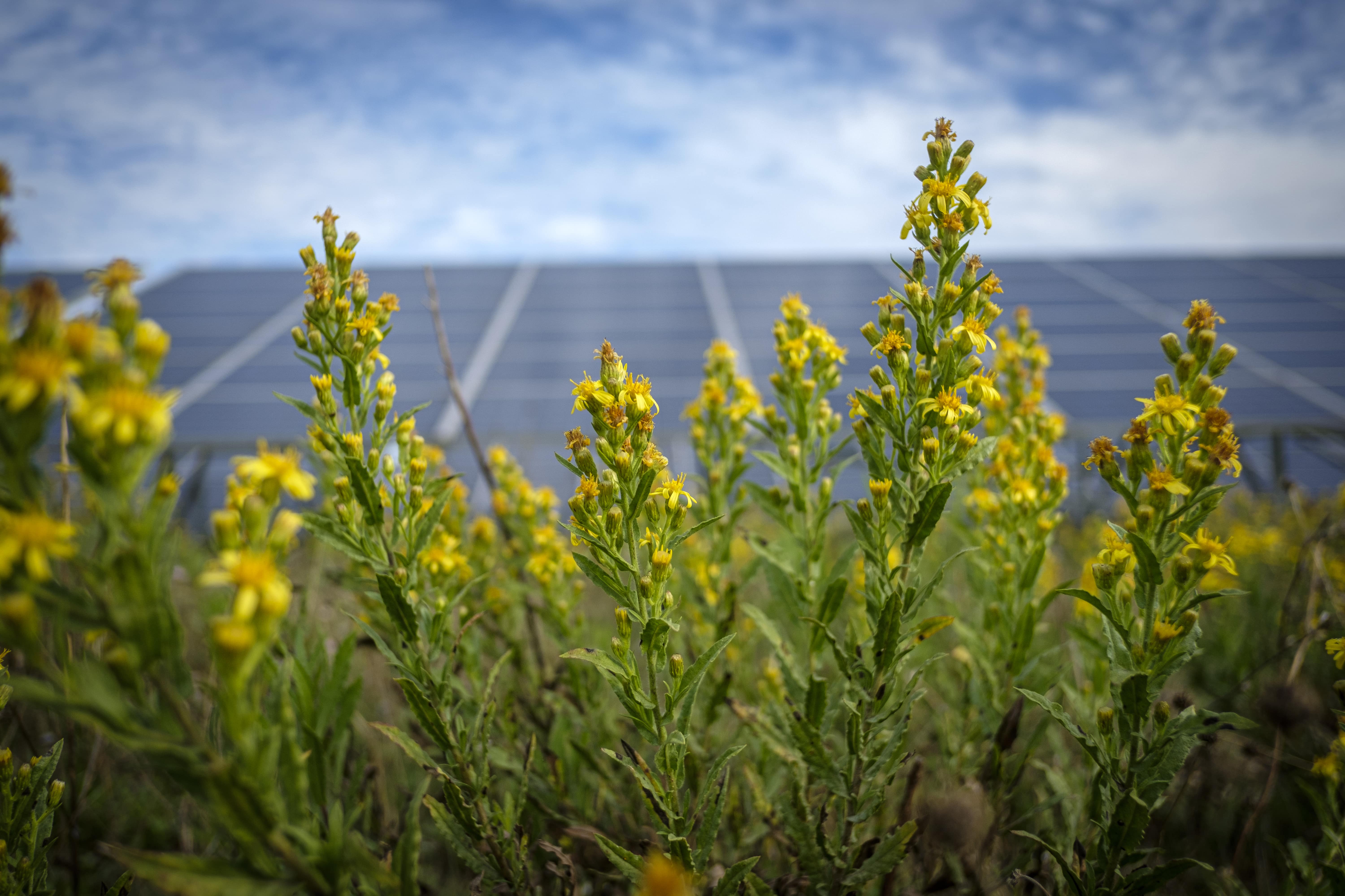 Fleurs sur le site du parc solaire photovoltaïque de Charleval