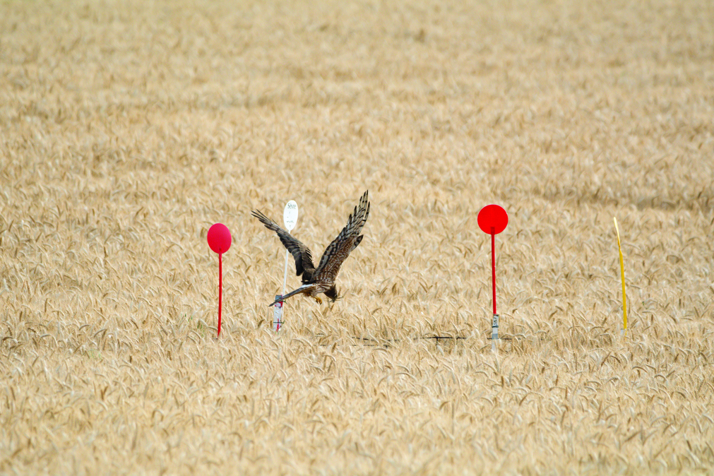 Protection d'un nid de busard cendré dans un champ céréalier