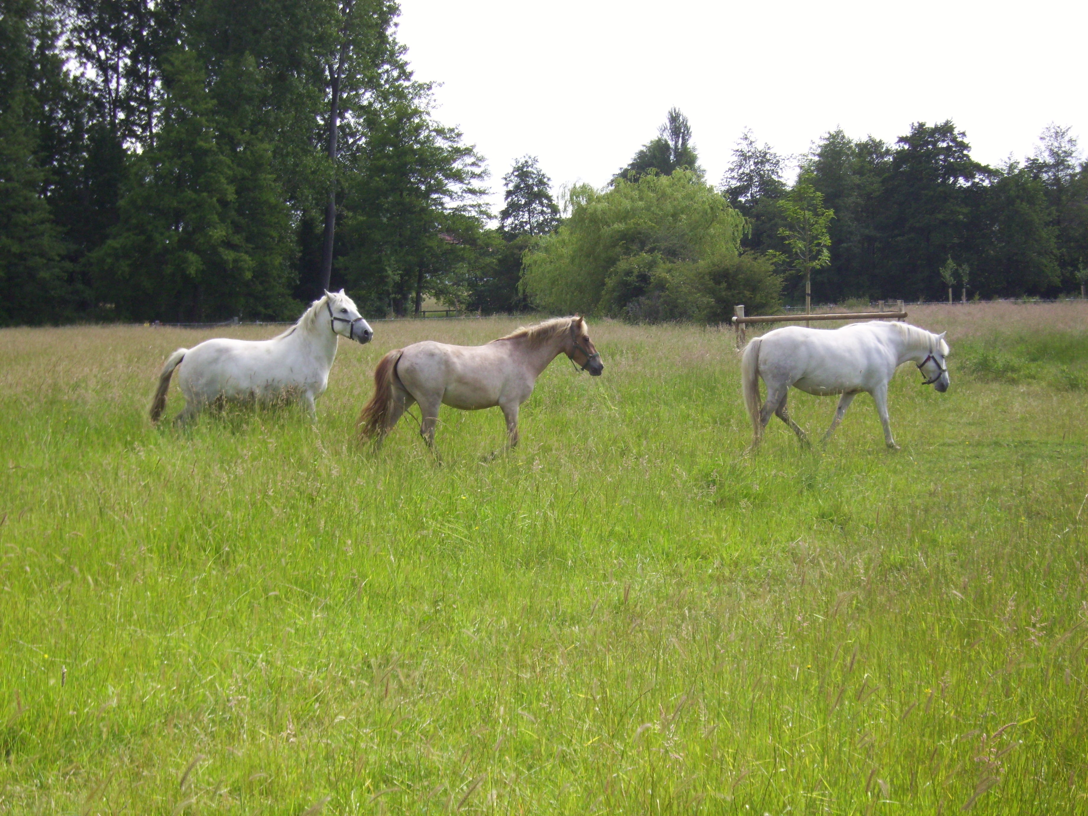 Chevaux