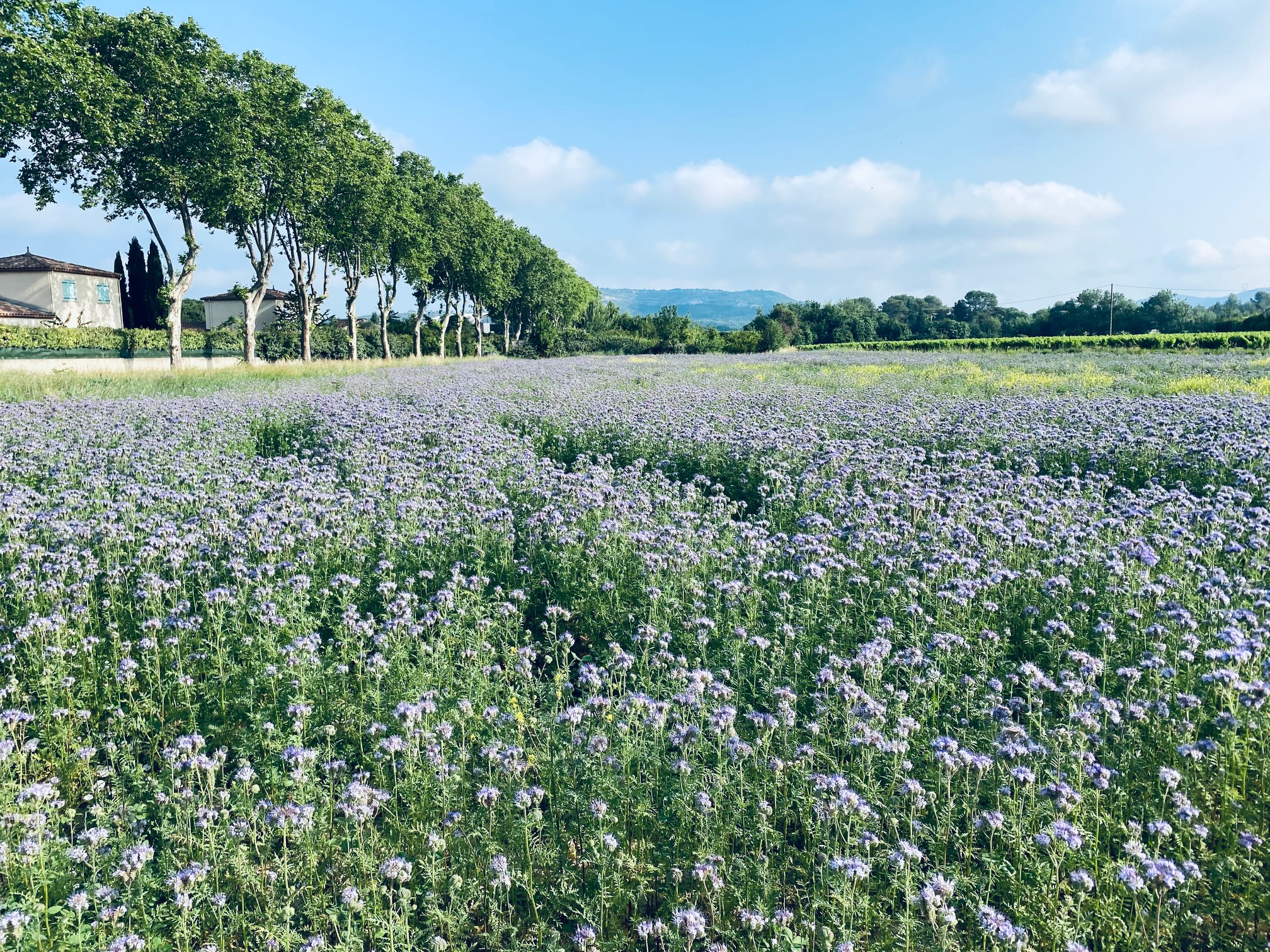 Prairies mellifères