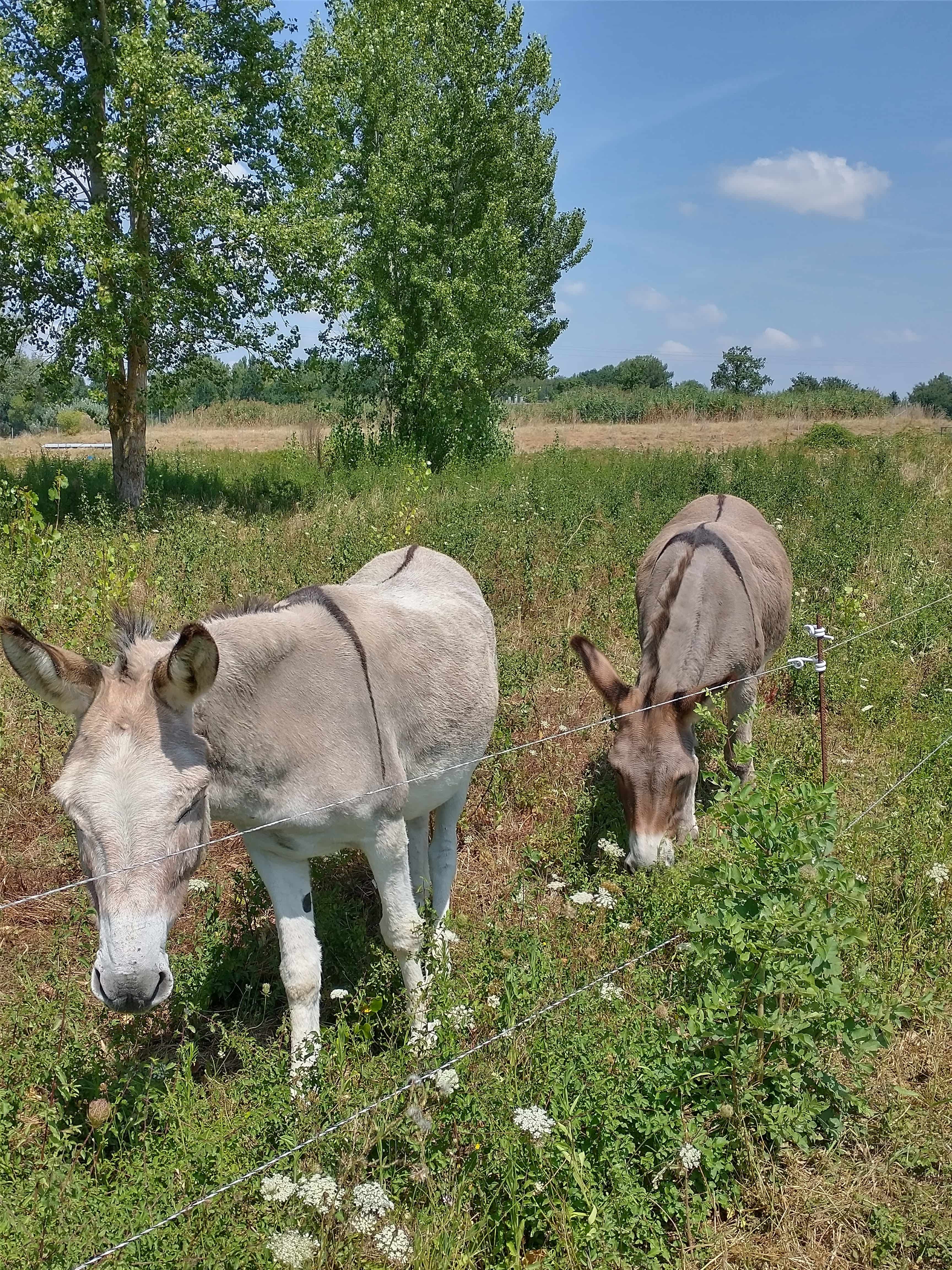 Ecopaturage au lagunage de Lempaut