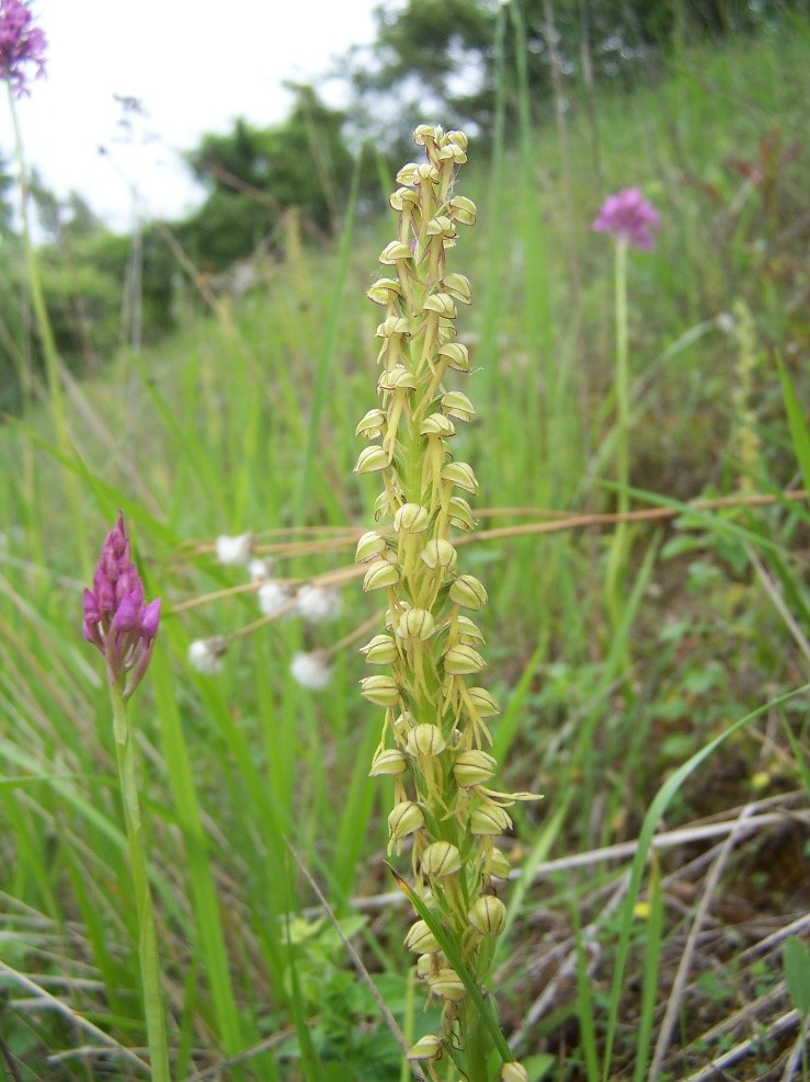 Orchis de l’Homme-pendu et Orchis pyramidal en arrière-plan