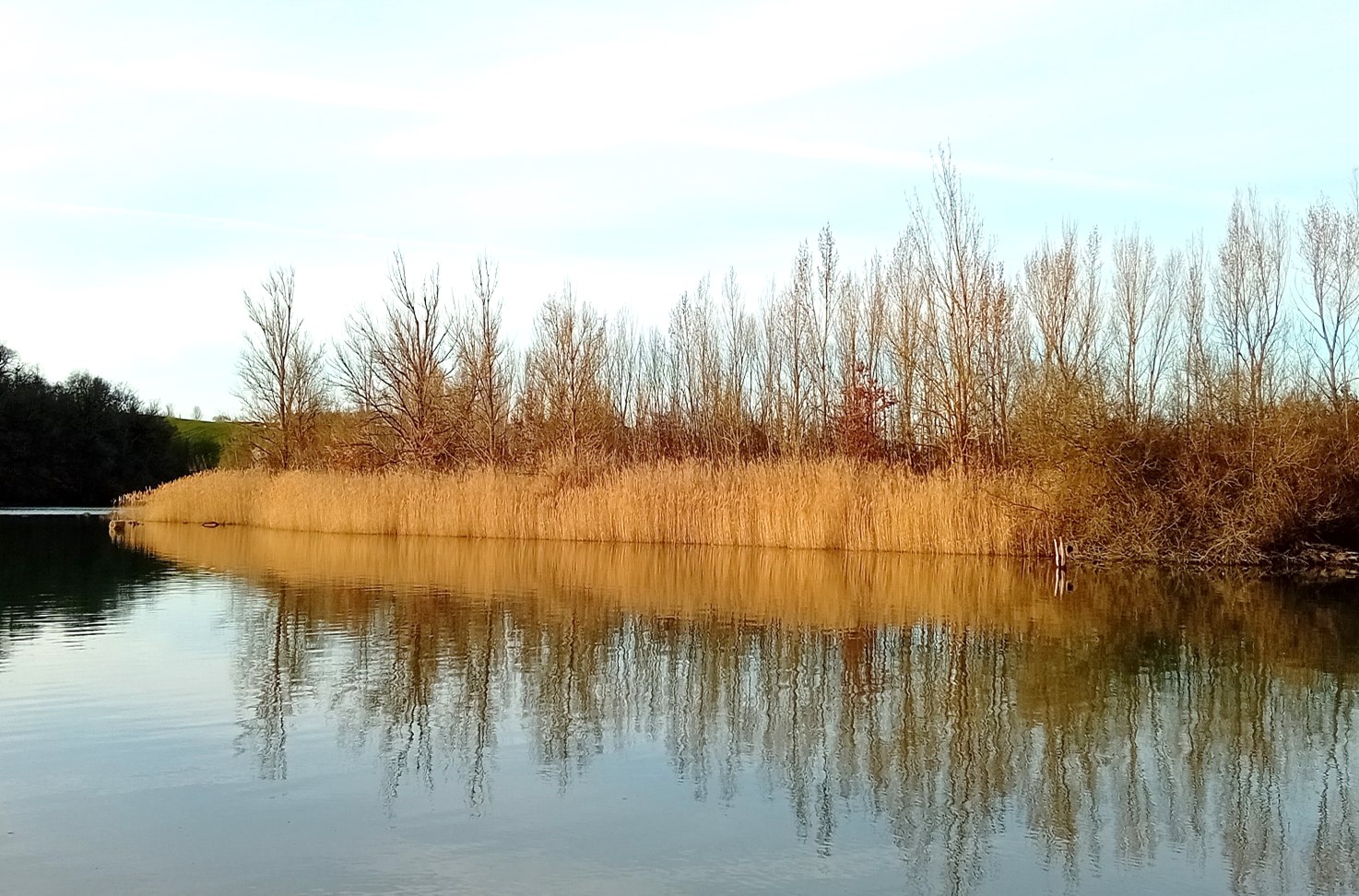 Roselière au lac de la Thésauque