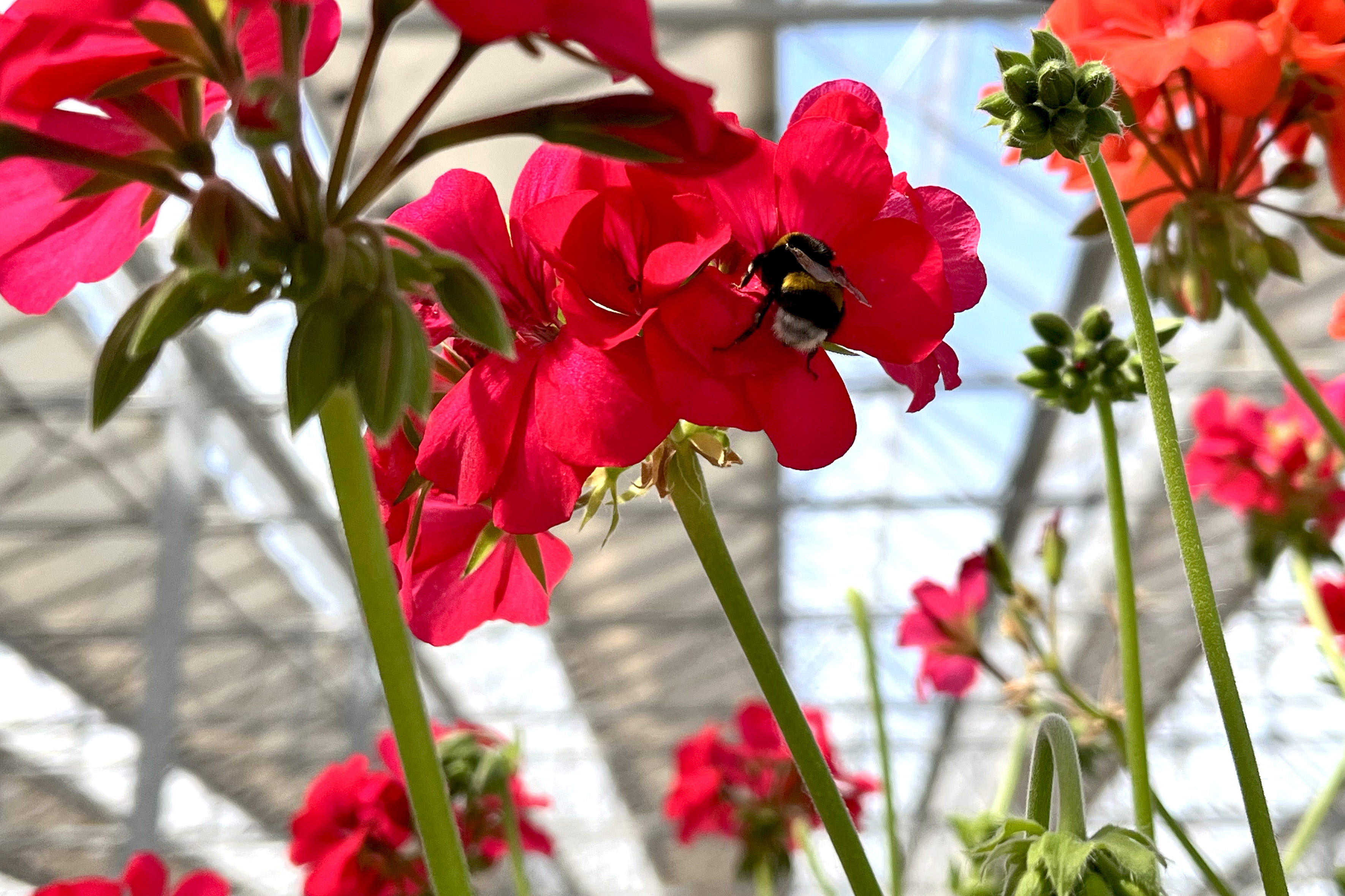   Service de pollinisation sous une serre photovoltaïque