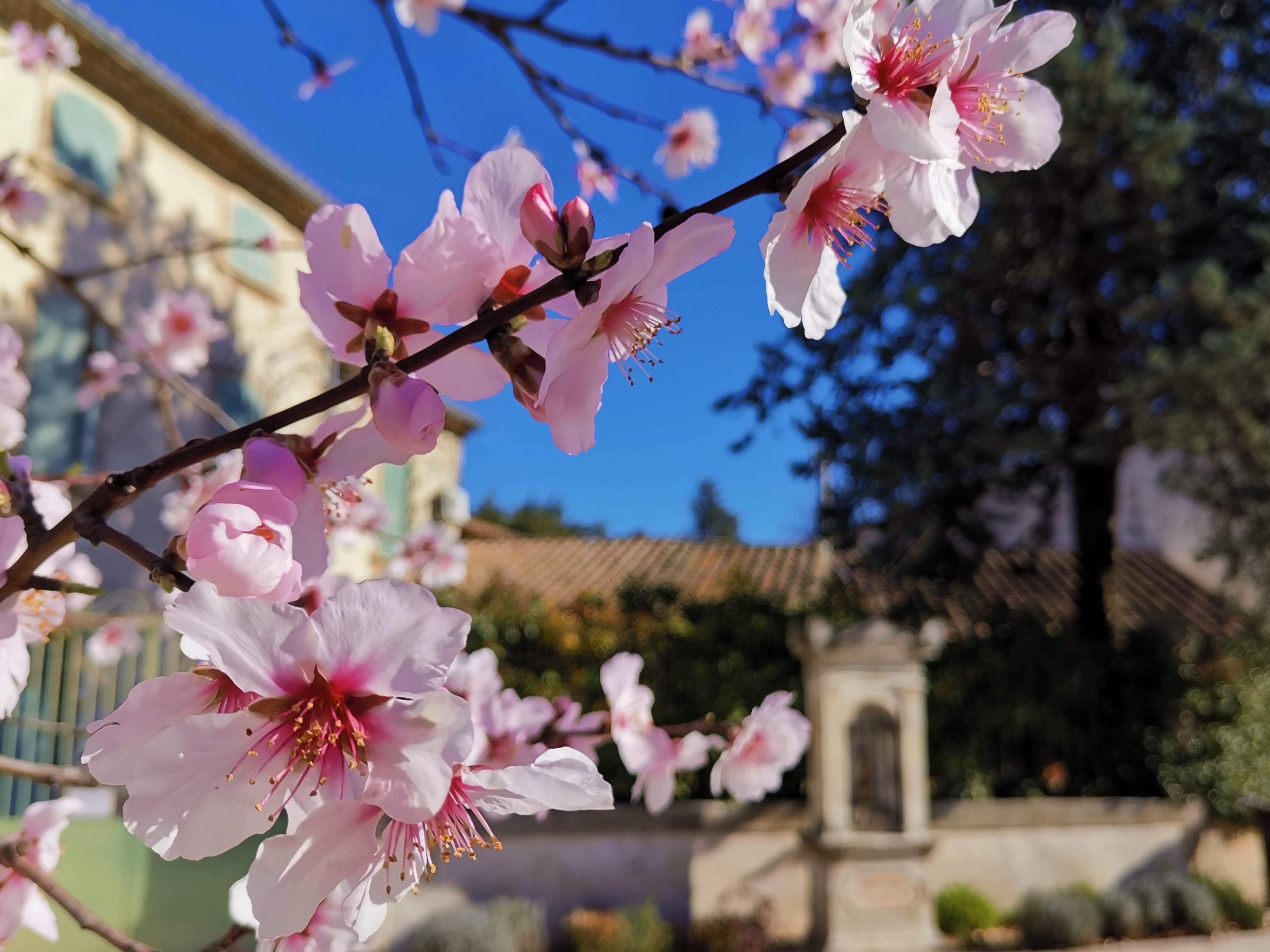 Place Galeron avec amandiers en fleurs droit