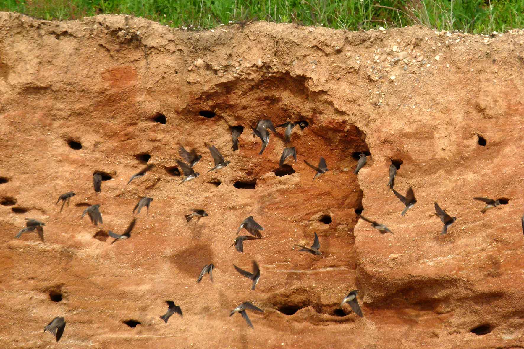 Hirondelles Hirondelles