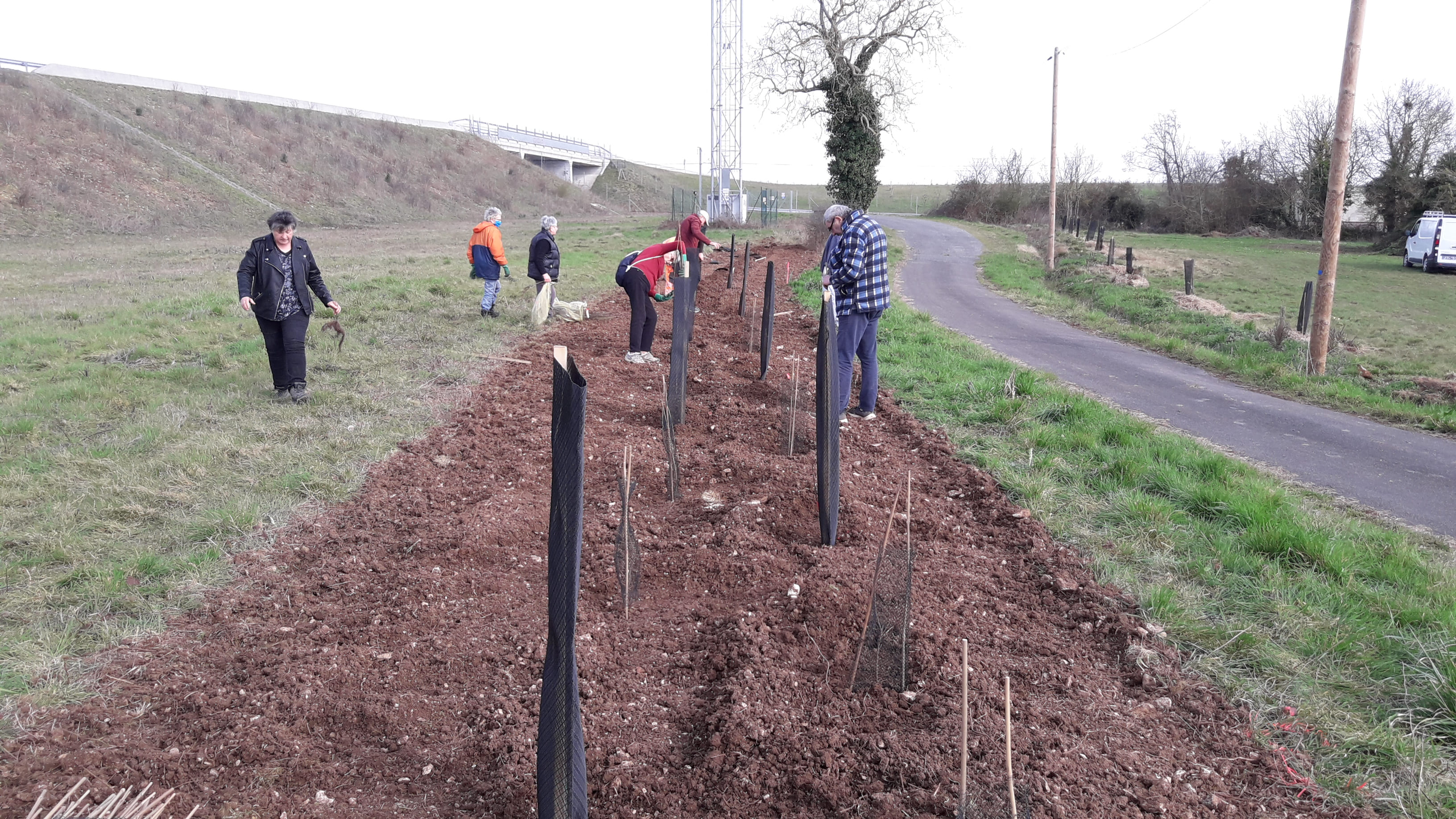 Plantation de haies de Charme