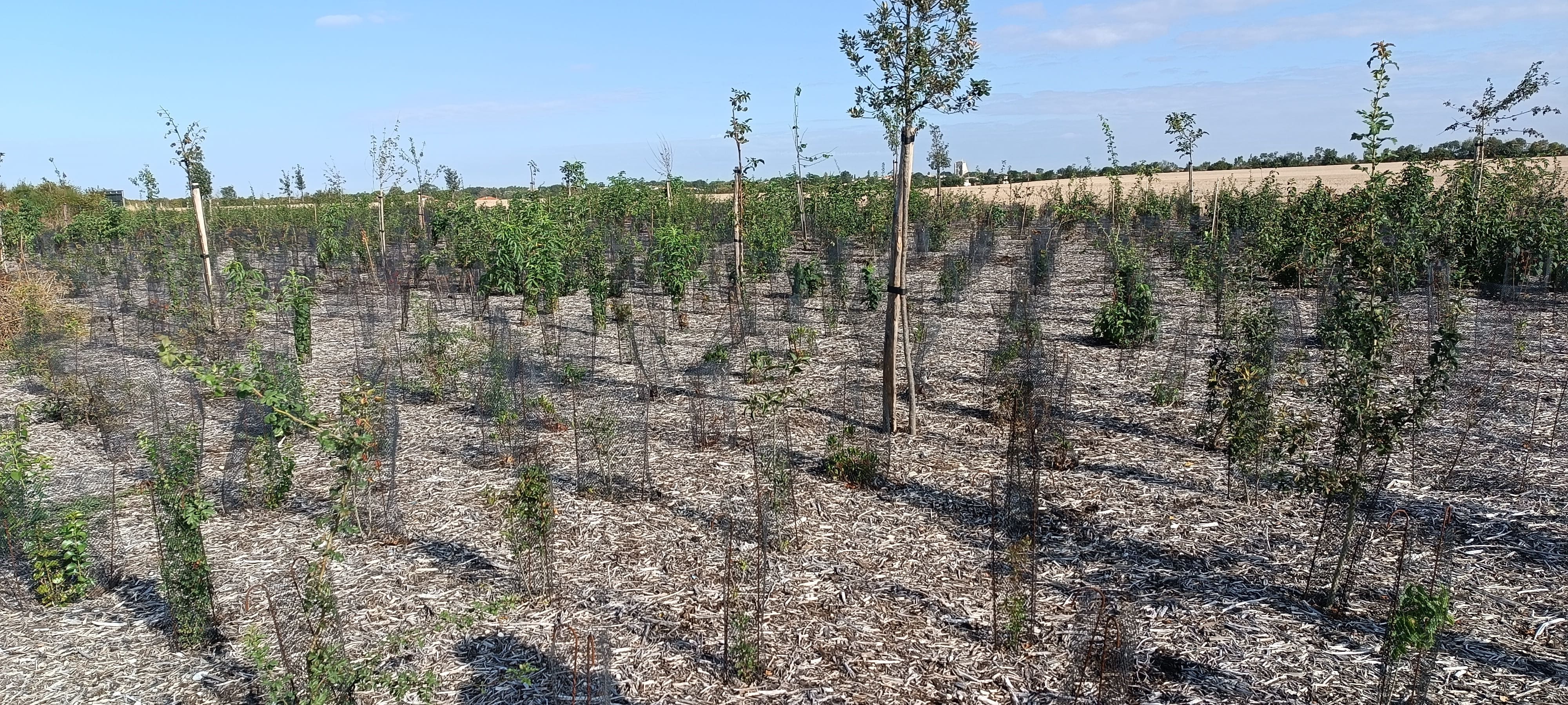 Plantations