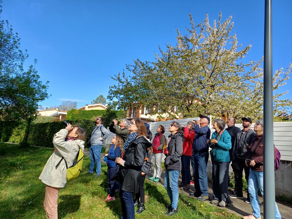 balade naturaliste, oiseaix des jardins