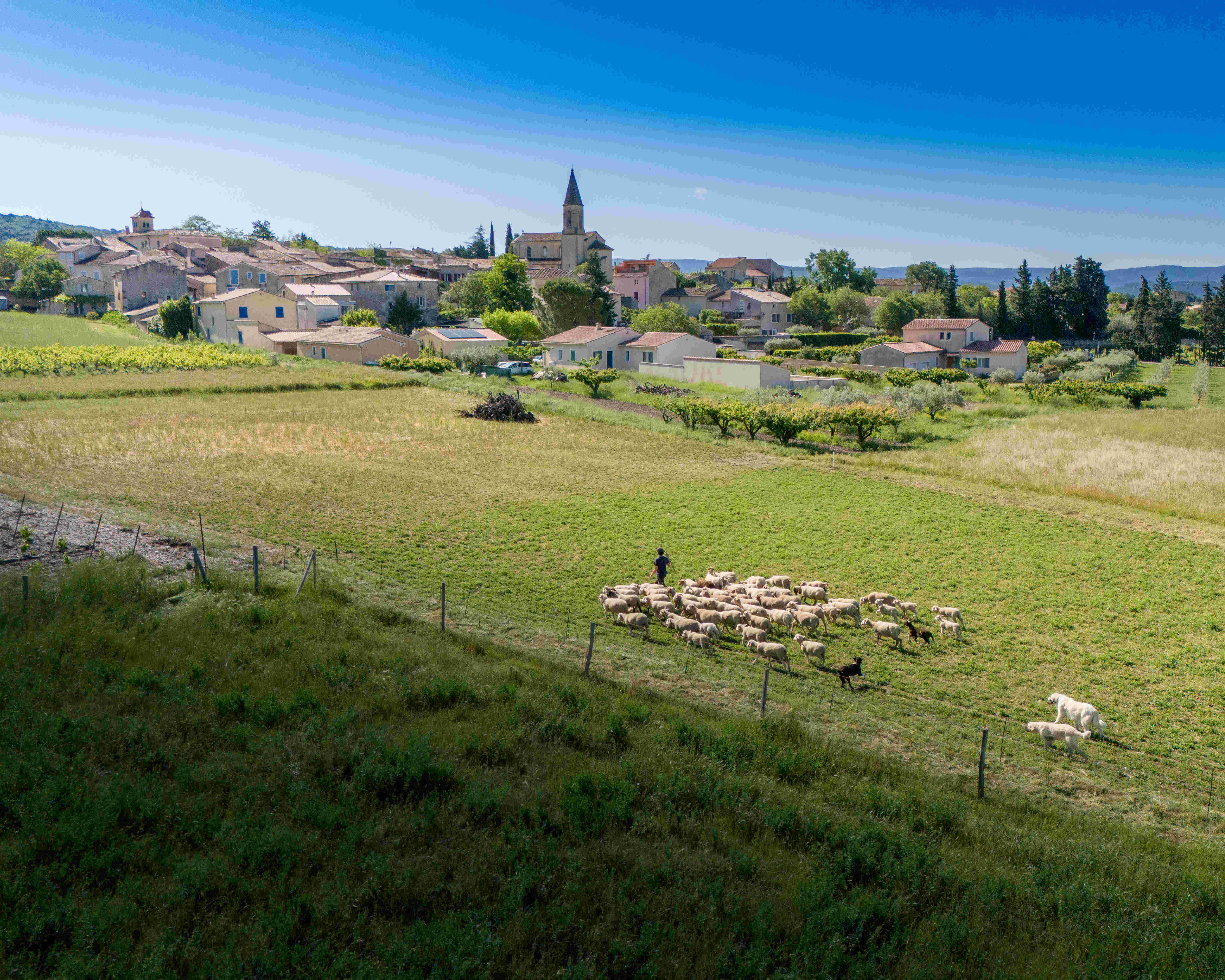Printemps 2024, Saint-Pierre-de-Vassols, le berger et son troupeau, photo VTX PROD