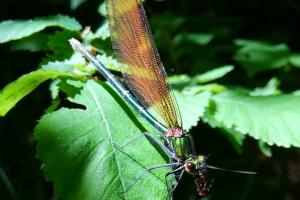 calopteryx_vierge