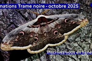 Grand Paon de nuite