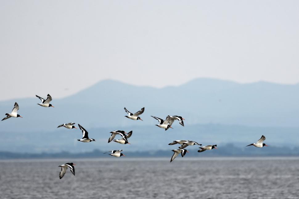 Huîtrier pie (Haematopus ostralegus). Crédit photo : Benjamin Guichard / OFB