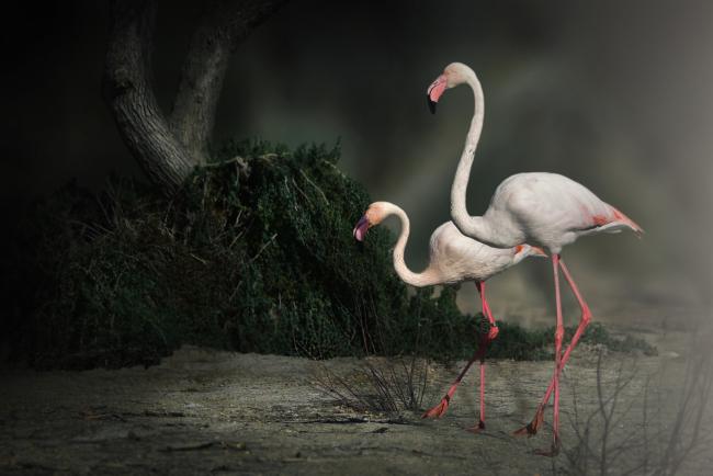Flamingos/OFB 