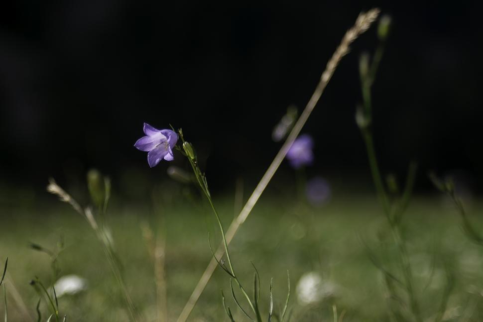Fleur clochette violette (image d'illustration). Crédit photo : Claude Bourdon / OFB