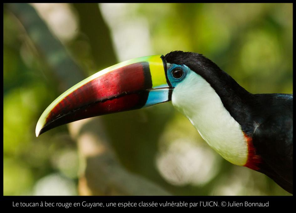   Toucan à bec rouge en Guyane  Crédit : Julien Bonnaud