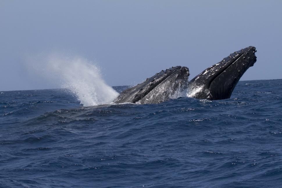 Un couple de baleines à bosse (Megaptera novoeangliae) en plein saut. Crédit photo : Yannick Stephan / Mayotte Découverte