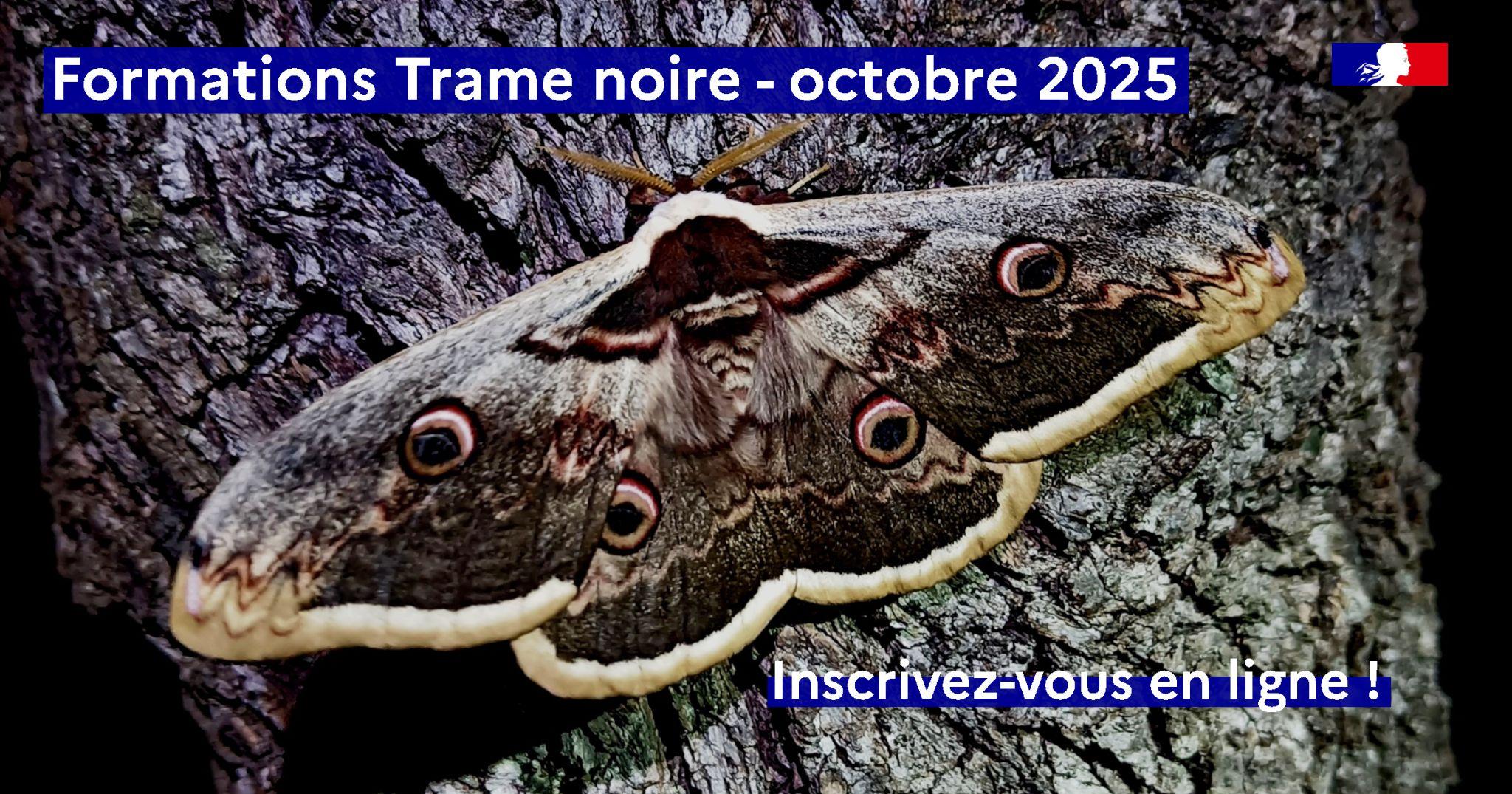 Grand Paon de nuite