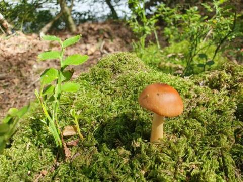 Amanita fulva