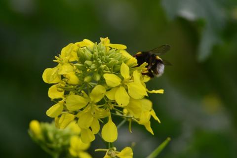 Bombus sur moutarde