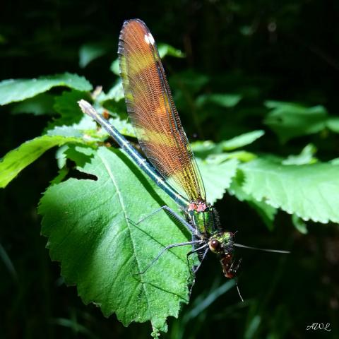 calopteryx_vierge