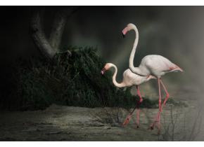 Flamingos/OFB 