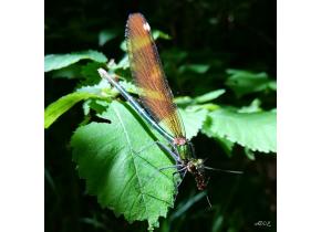 calopteryx_vierge
