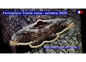 Grand Paon de nuite